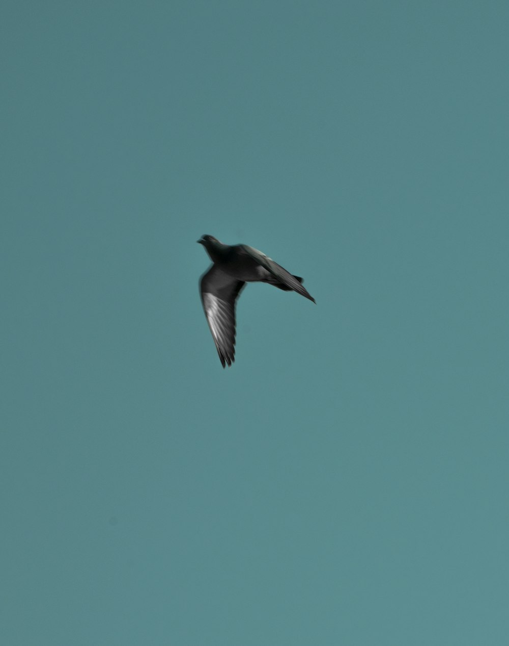 a black and white bird flying through a blue sky