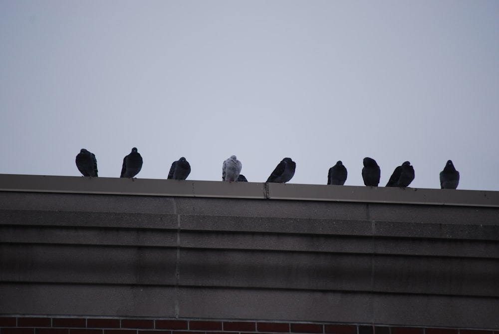 a flock of birds sitting on top of a roof