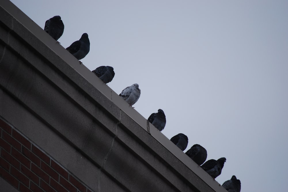 a flock of pigeons sitting on top of a building