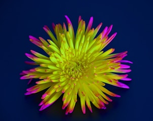 Aster flower logo in dominant blue tosca color.