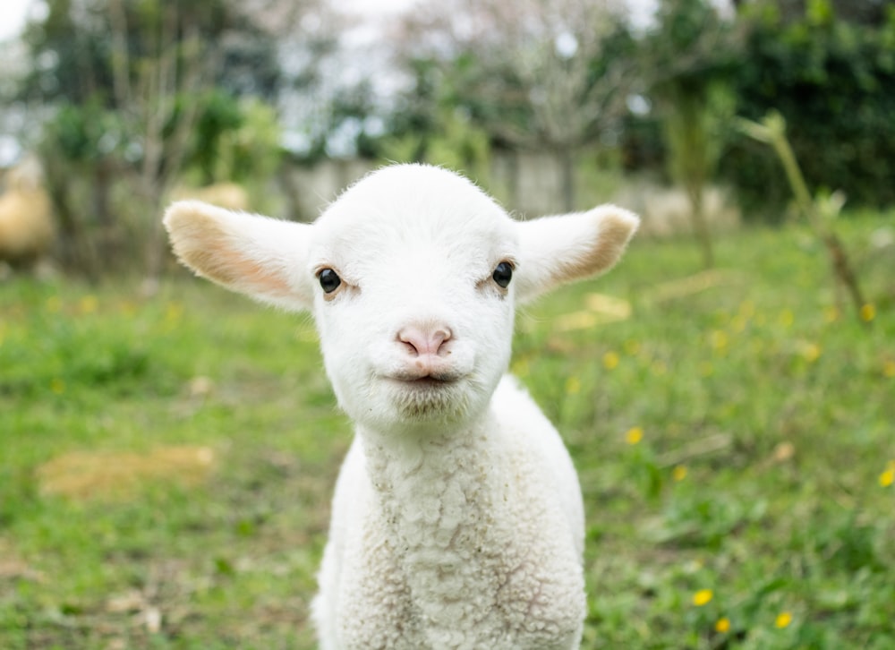 a close up of a sheep in a field