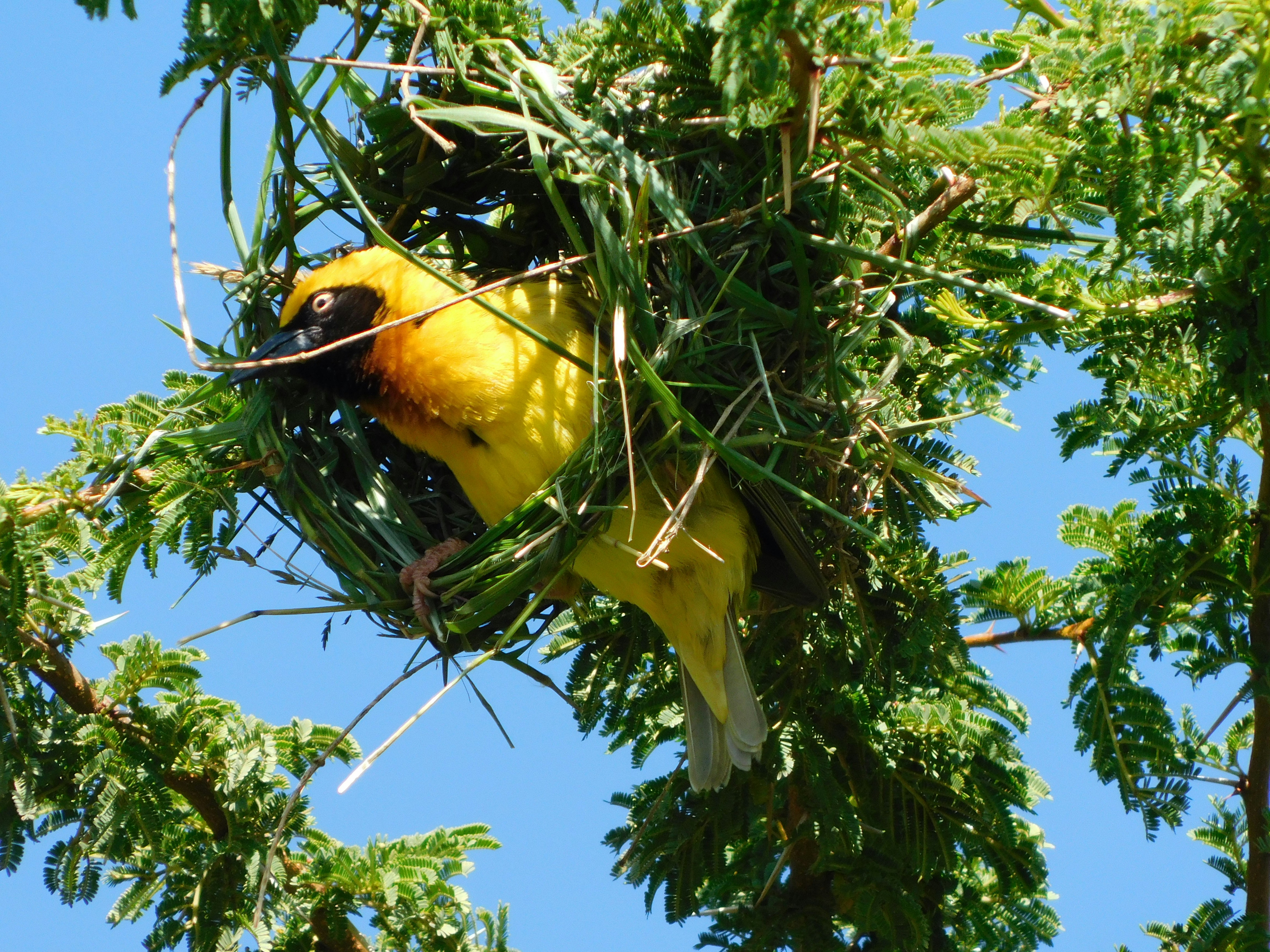 weaver bird