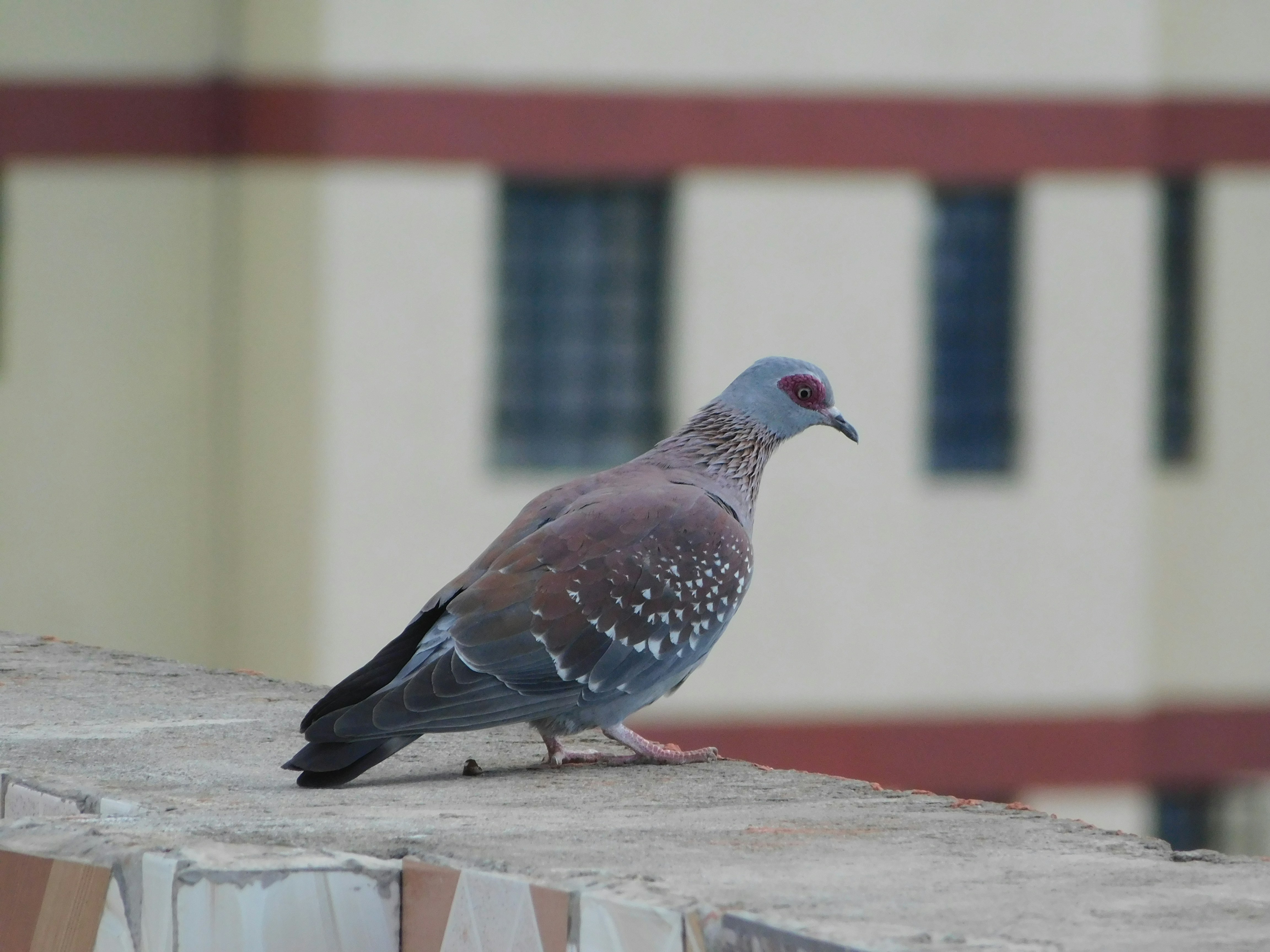 pigeon