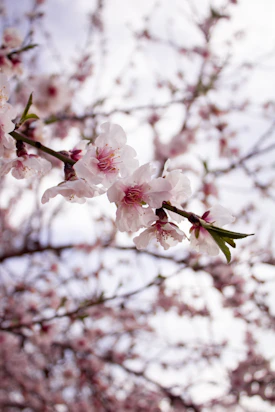 a branch of a cherry tree with pink flowers