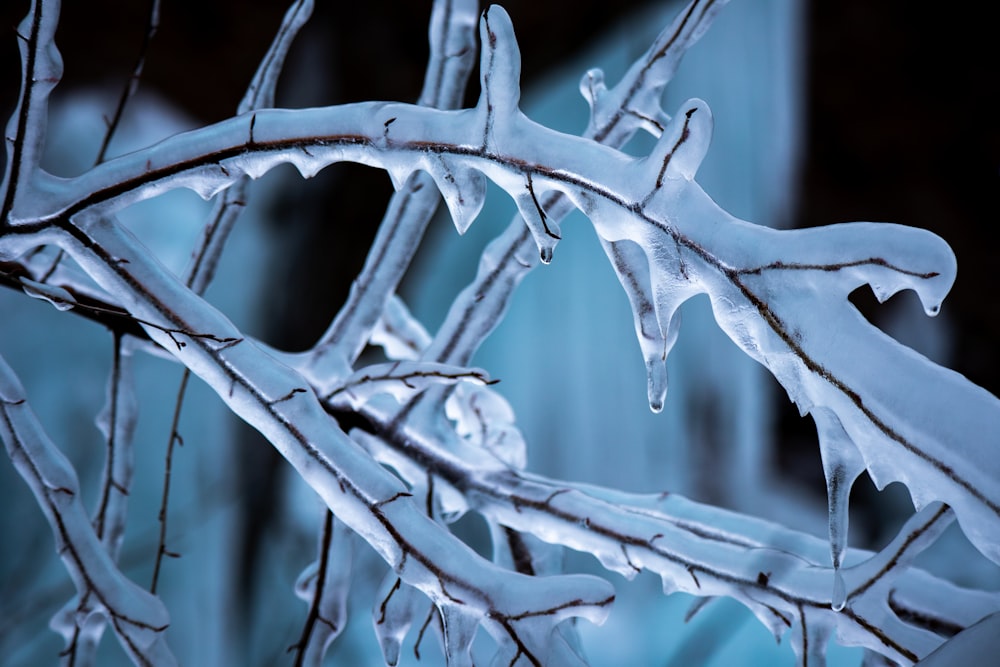 a close up of a tree branch with ice on it