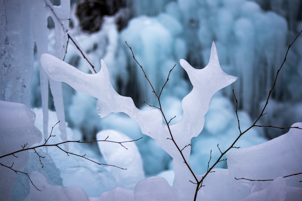 a close up of a tree branch with ice on it