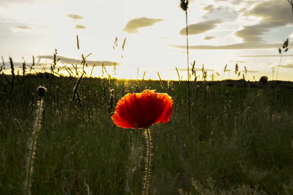 a red flower in a field of tall grass