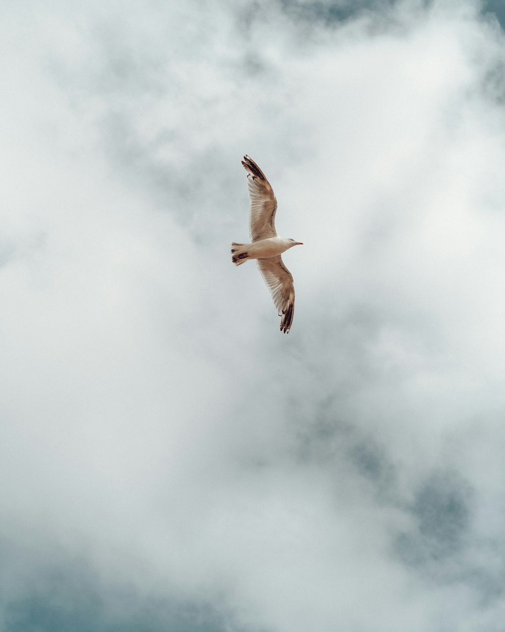 a seagull flying through a cloudy sky