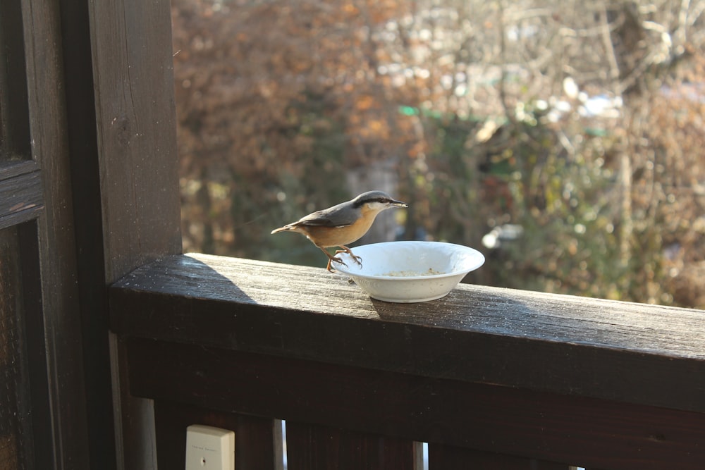 um pequeno pássaro sentado em cima de uma tigela