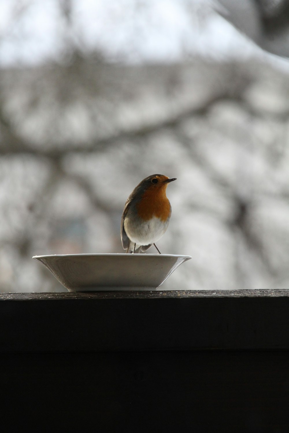 a small bird sitting on top of a white bowl