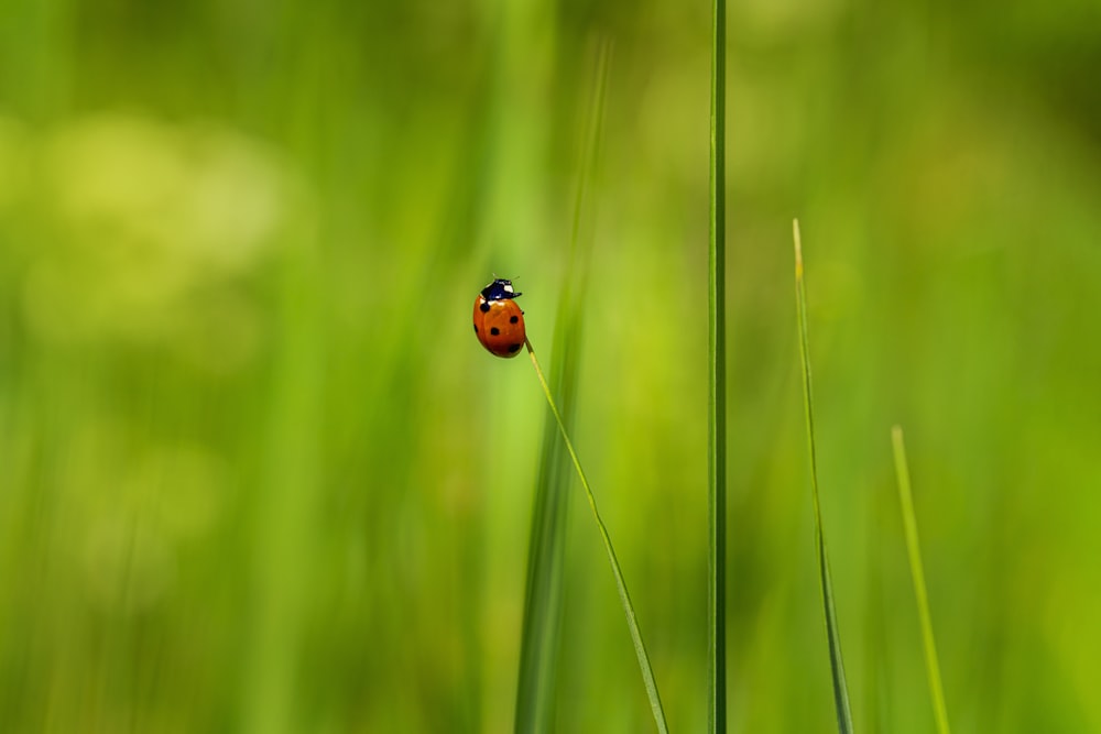 a lady bug sitting on top of a green grass covered field