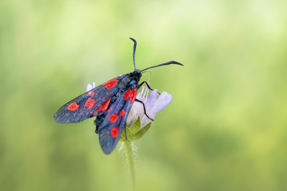 a red and black bug sitting on top of a flower