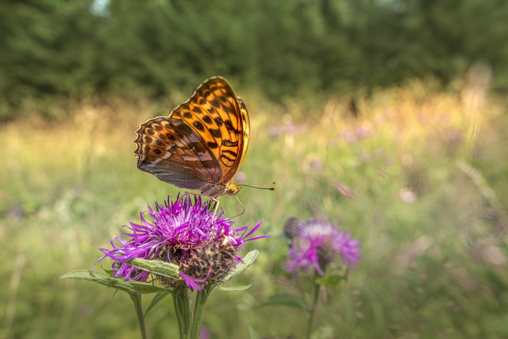 a butterfly sitting on top of a purple flower