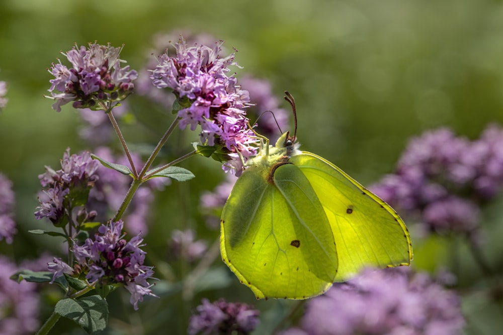 a yellow butterfly sitting on a purple flower