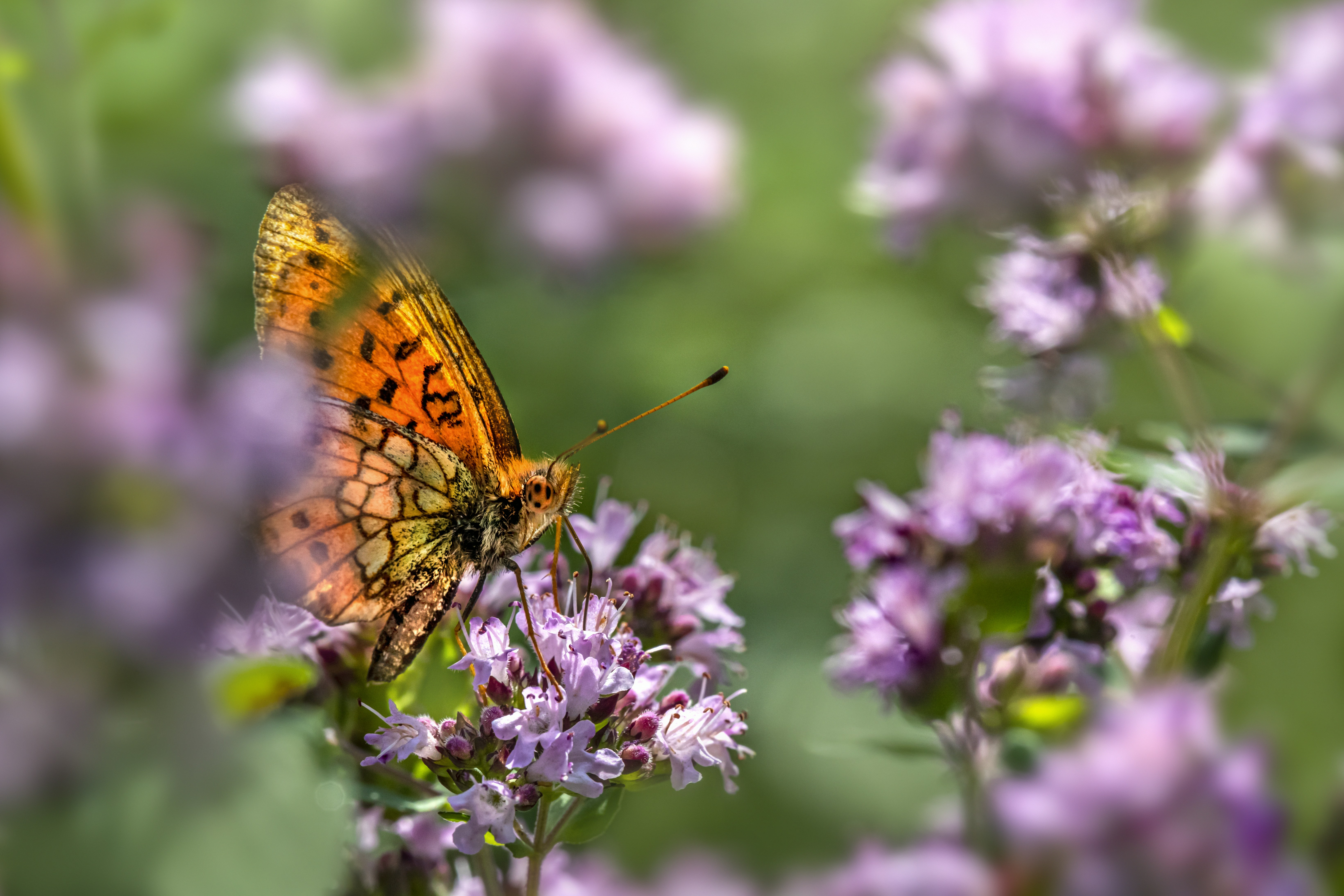 Photo by erik_karits