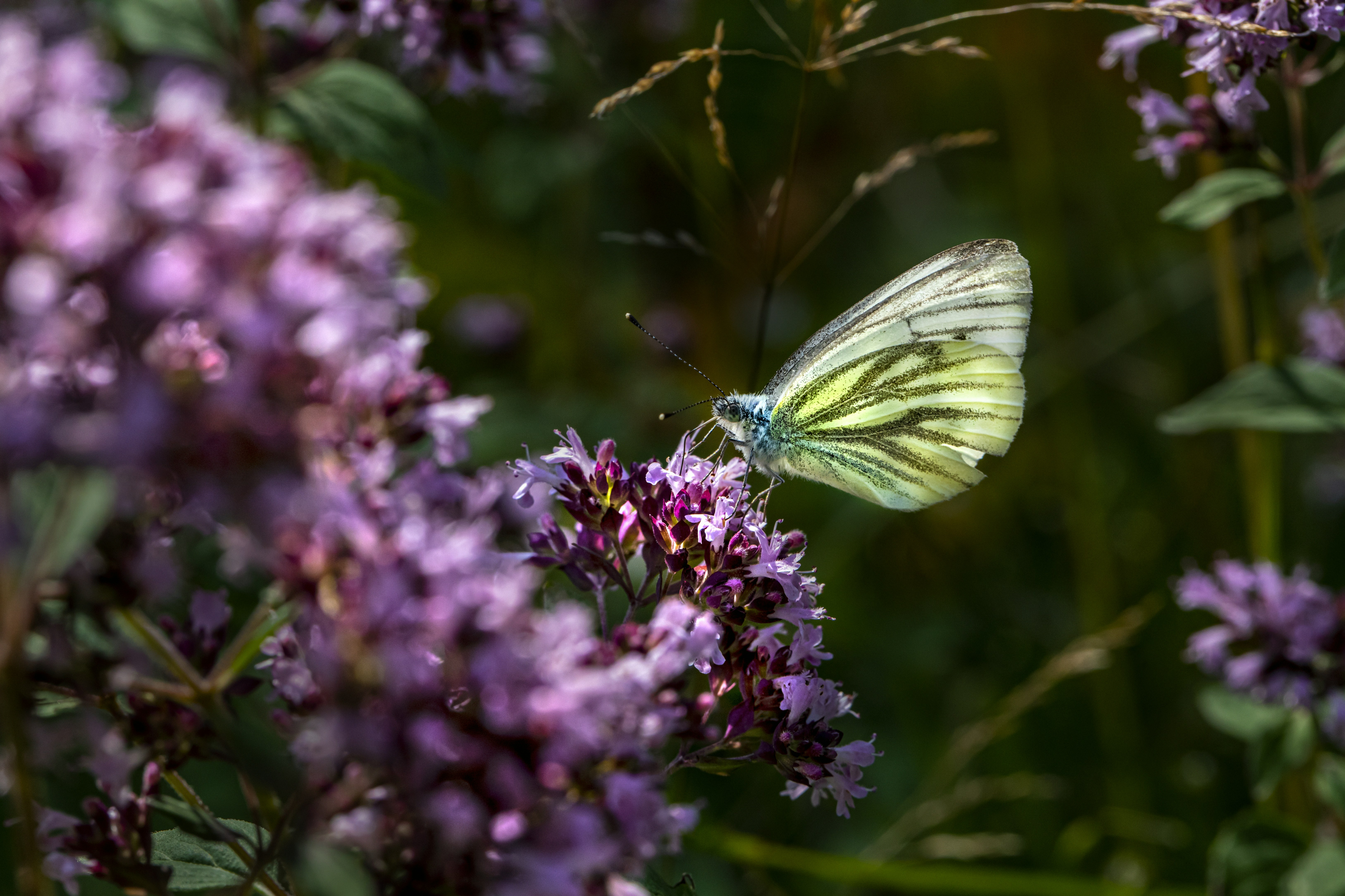 Photo by erik_karits