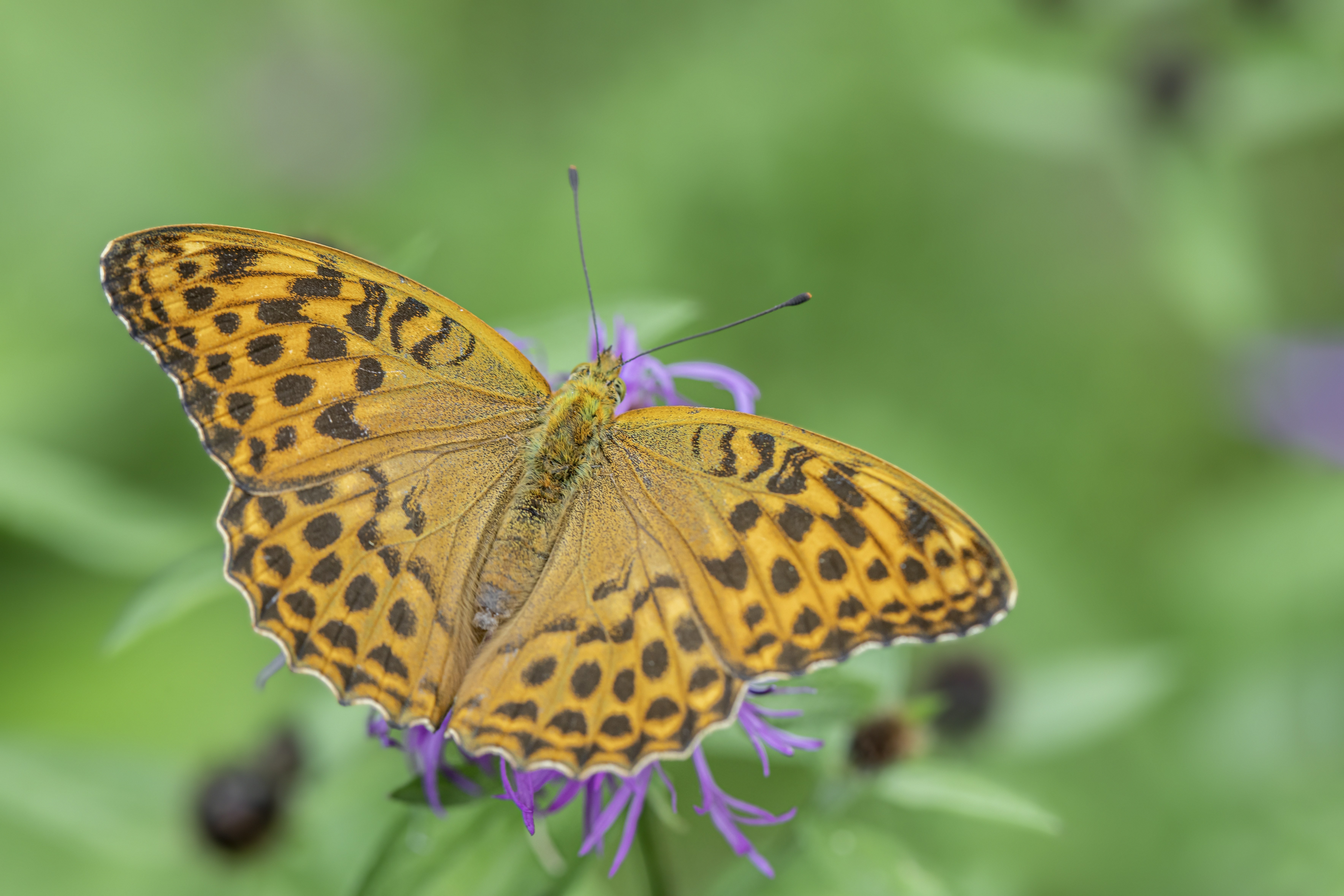 Photo by erik_karits