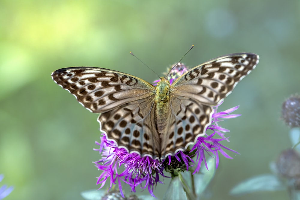 a brown and white butterfly sitting on a purple flower