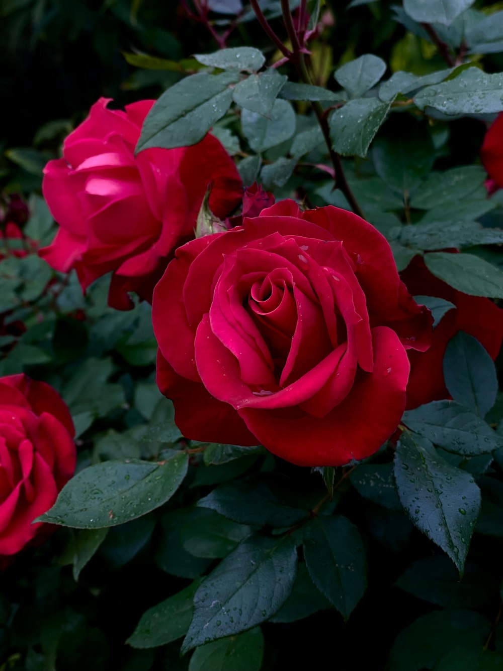 a close up of a bunch of red roses