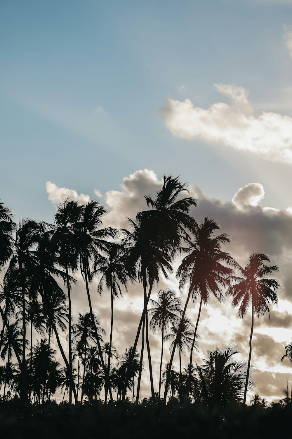 palm trees are silhouetted against a cloudy sky