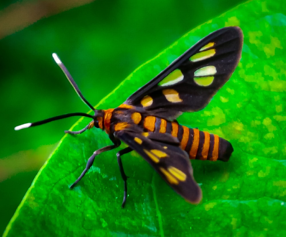 a close up of a butterfly on a green leaf