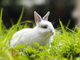 A fluffy rabbit sitting in a field of flowers.