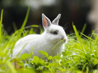 A fluffy white rabbit nibbling on fresh green grass in a cozy garden.