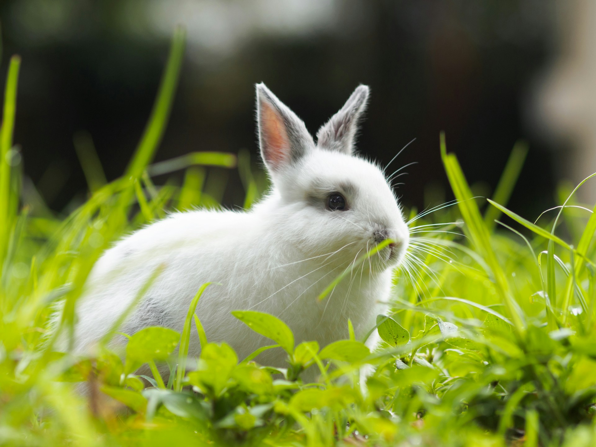 A fluffy white rabbit in a lush green field, representing gentleness and creativity.