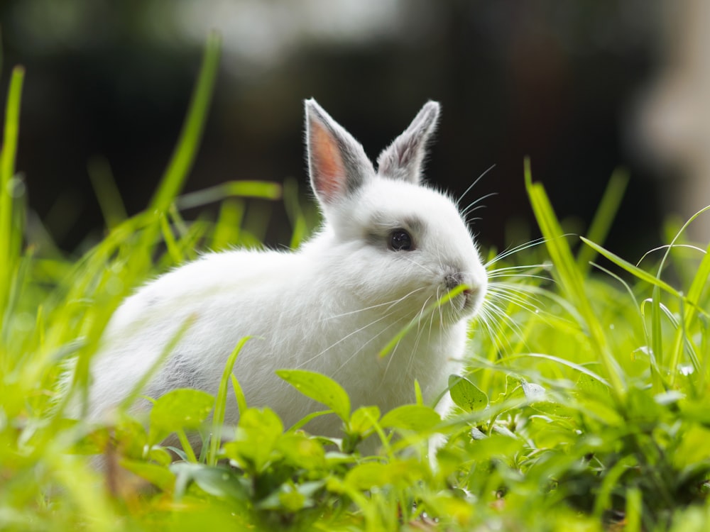 a white rabbit is sitting in the grass