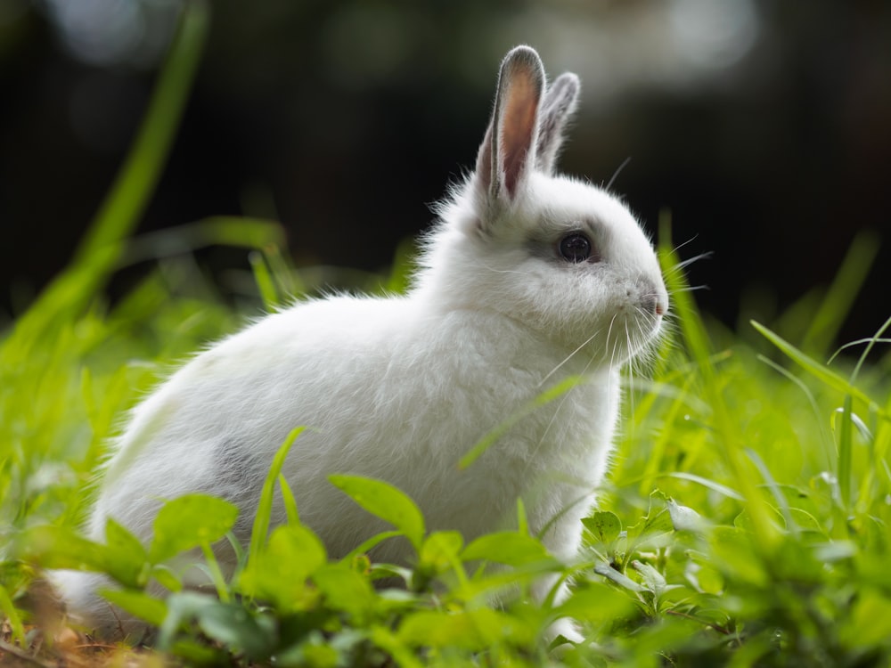 a white rabbit is sitting in the grass