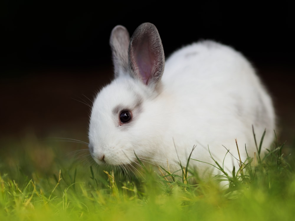 a white rabbit is sitting in the grass
