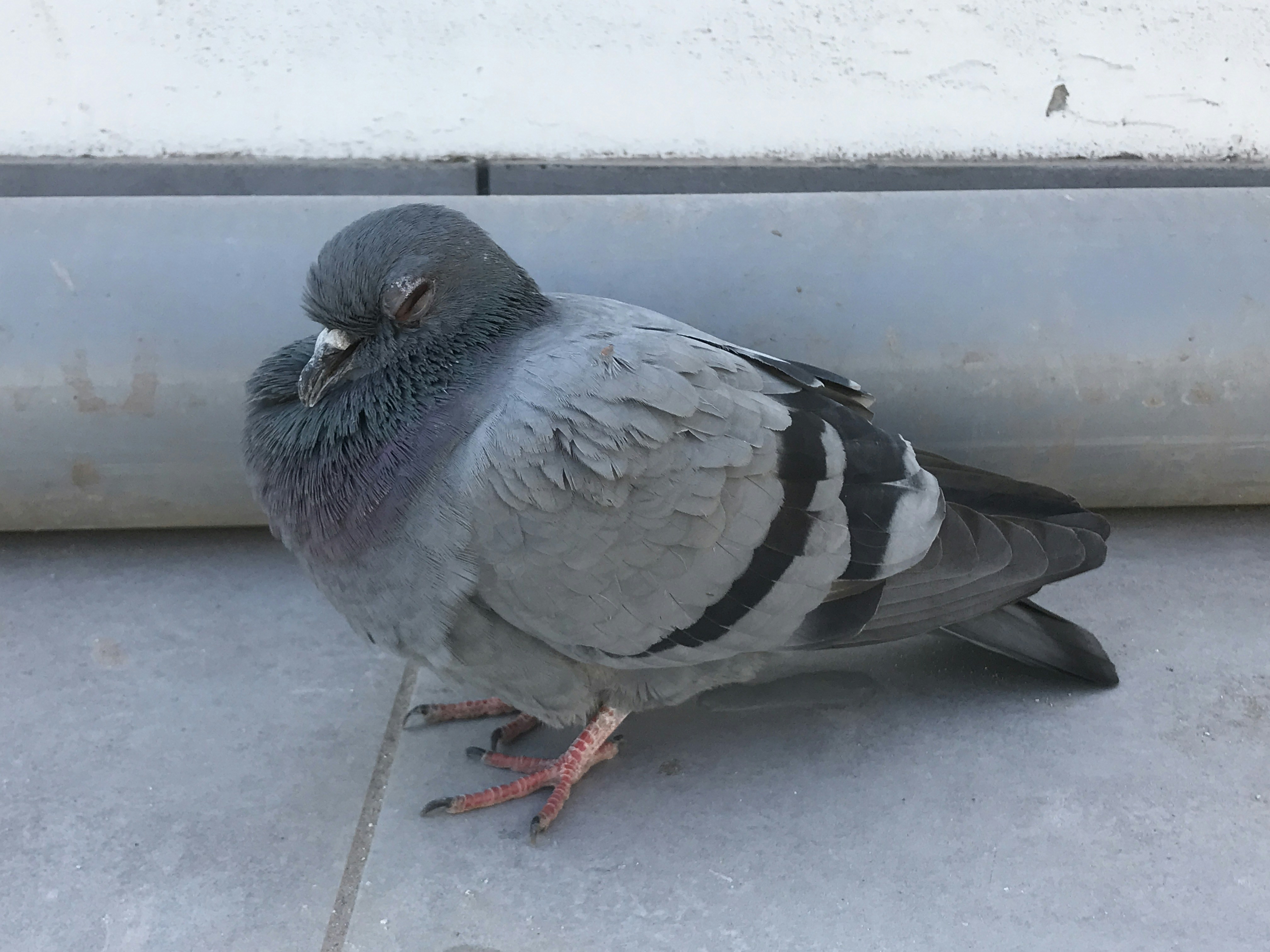 Pigeon Canker Disease: Symptoms and Effective Treatment Options
