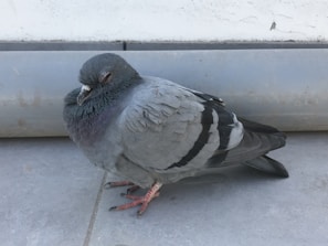 A pigeon is resting on a tiled surface with its eyes closed, nestled close to a light grey cylindrical object. The bird has a predominantly grey plumage with hints of iridescent green and purple around its neck and black barred patterns on its wings. Its legs and feet are pinkish-red.