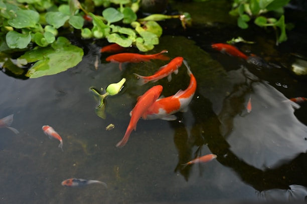 a group of fish swimming in a pond