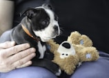 A small black and white puppy wears an orange collar and rests on a plush toy that resembles a teddy bear. A hand gently pets the puppy, which appears calm and relaxed. The setting suggests a comfortable and cozy environment.