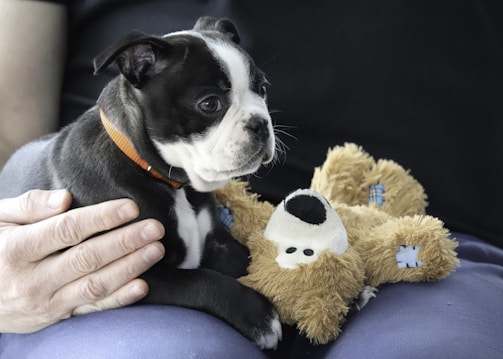 A small black and white puppy wears an orange collar and rests on a plush toy that resembles a teddy bear. A hand gently pets the puppy, which appears calm and relaxed. The setting suggests a comfortable and cozy environment.