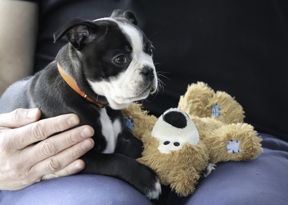 a small black and white dog sitting next to a teddy bear