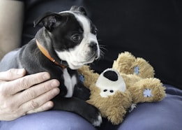 A small black and white puppy wears an orange collar and rests on a plush toy that resembles a teddy bear. A hand gently pets the puppy, which appears calm and relaxed. The setting suggests a comfortable and cozy environment.