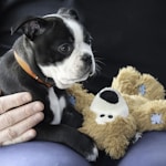 a small black and white dog sitting next to a teddy bear