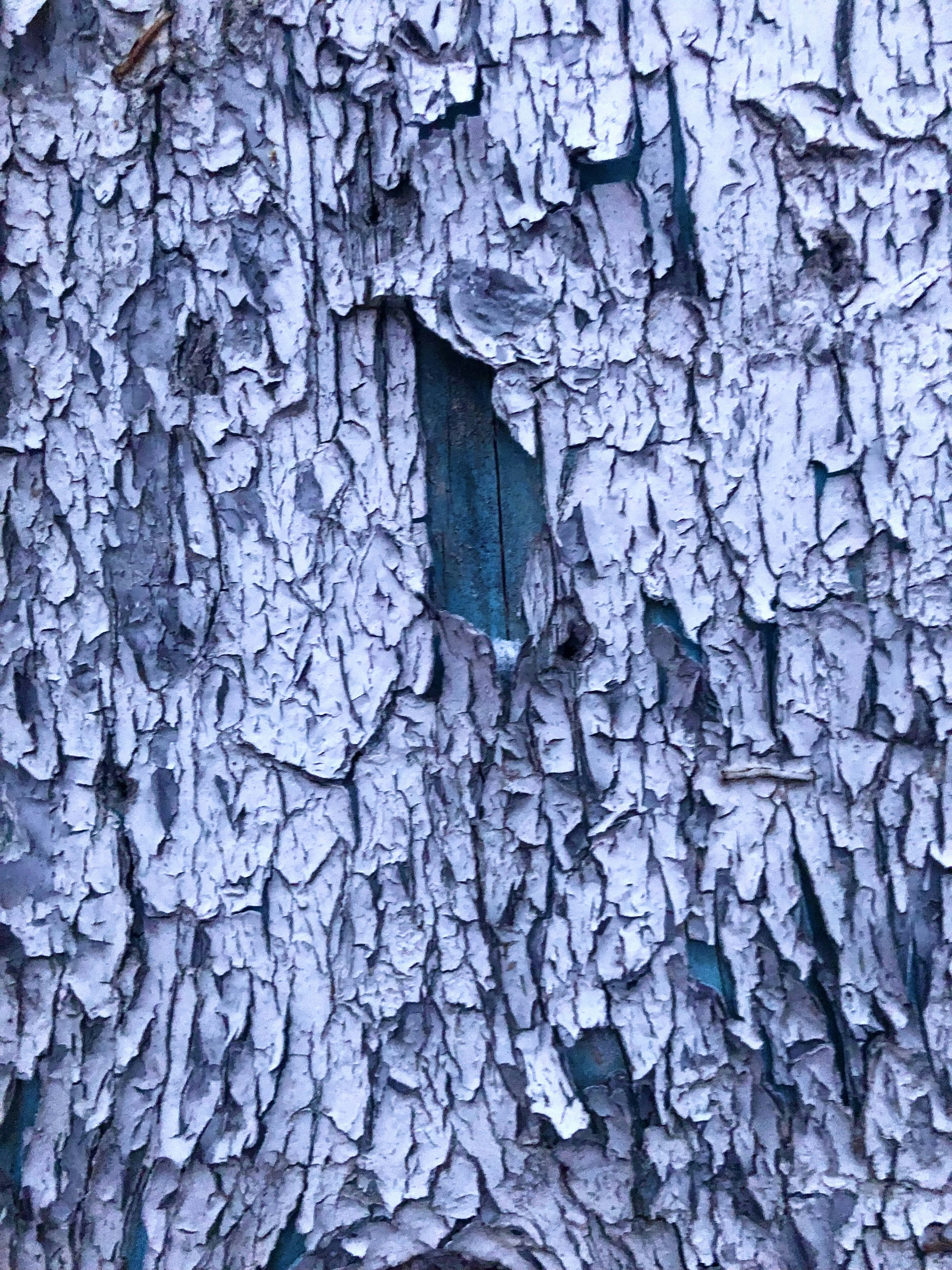 a close up of the bark of a tree