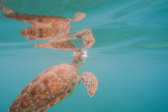 a couple of turtles swimming in the ocean