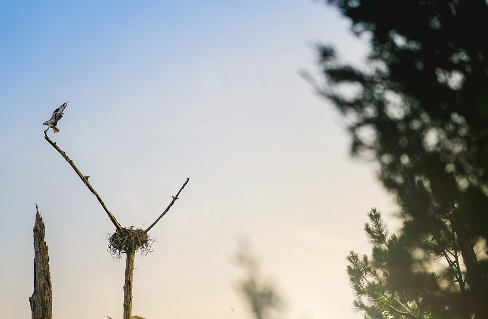 a bird sitting on top of a tree branch