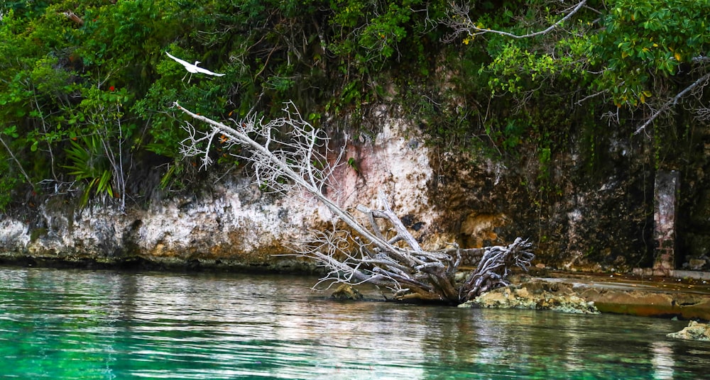 a bird flying over a body of water