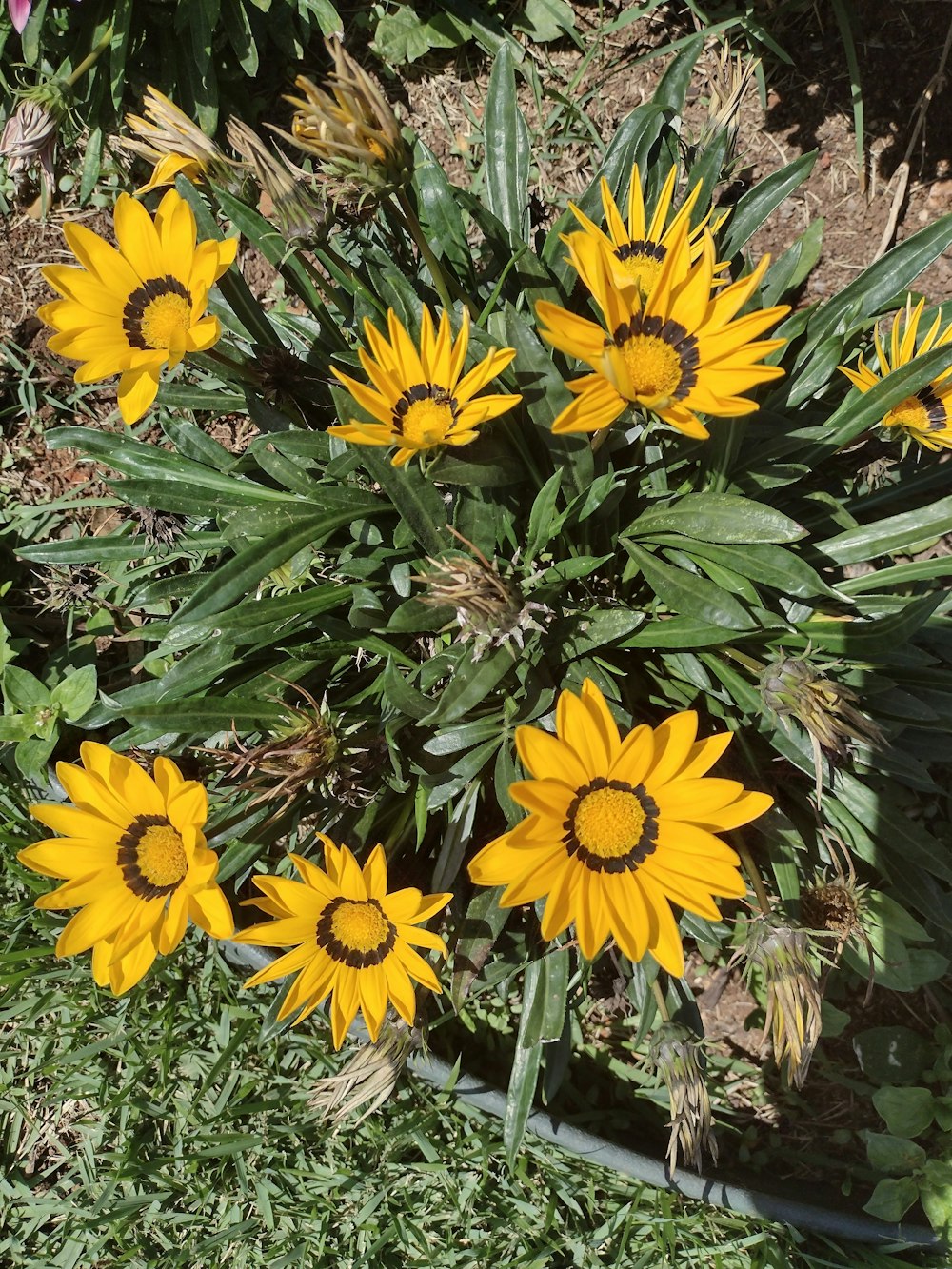 a bunch of yellow flowers in a garden