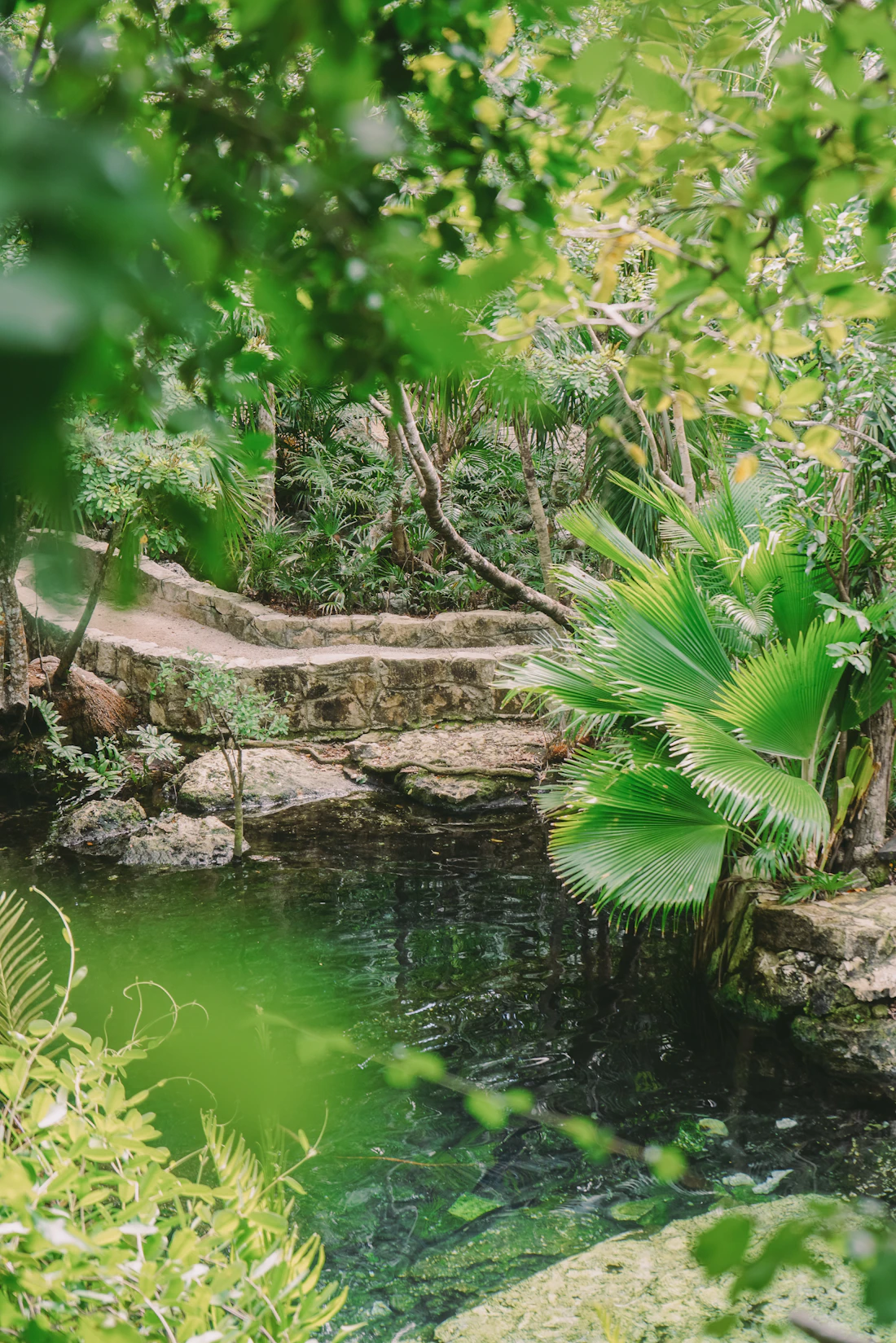 Freshwater cenote in Quintana Roo