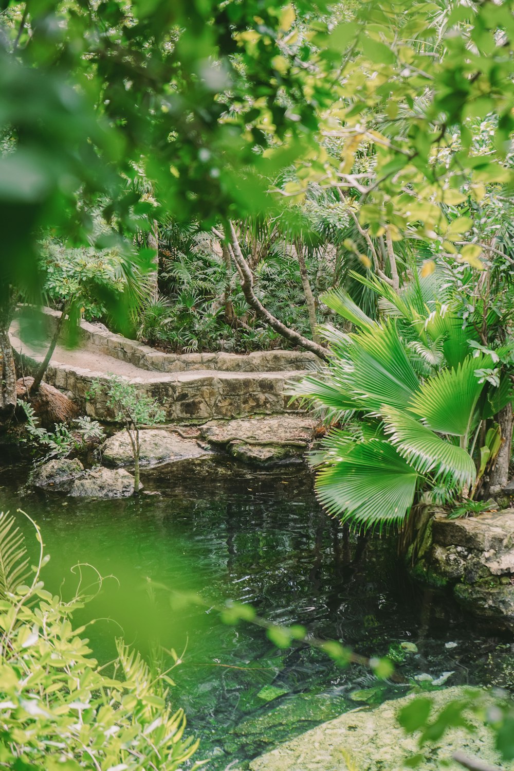 a small stream running through a lush green forest