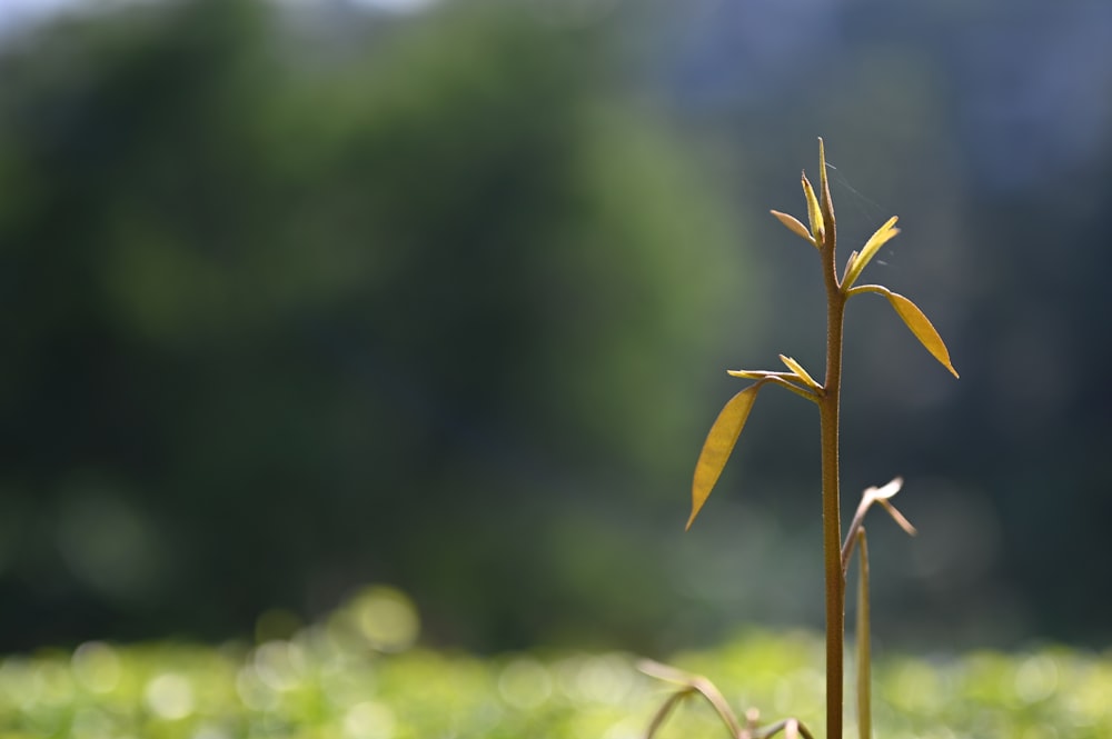 a plant sprouting out of the ground in a field