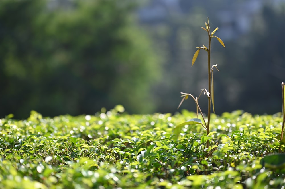 a small plant sprouts out of the ground