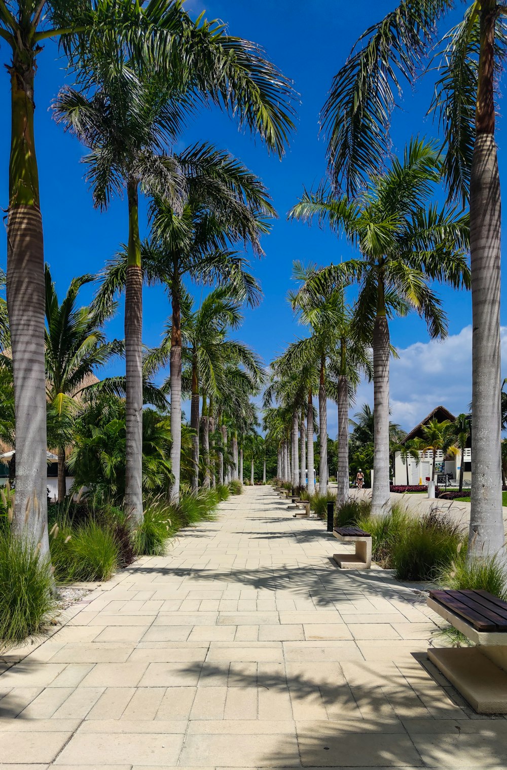 a walkway lined with palm trees and benches