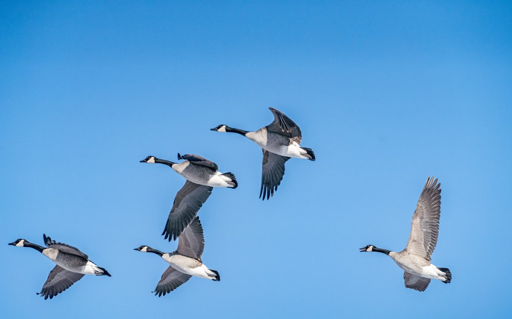 a flock of birds flying through a blue sky